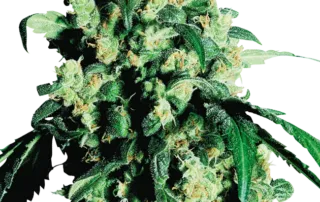 Super Skunk®