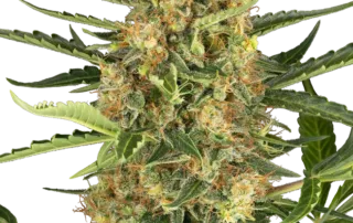 0001155_blueberry-bubblegum-automatic-seeds_800.webp Blueberry Bubblegum Auto