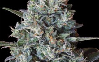 Marijuana Growers Handbuch