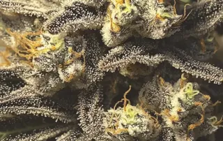 Runtz.webp Ein Runtz Bud