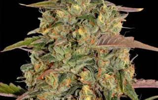 Amnesia Lemon Blüte