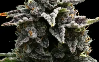 Ein fruchtiger Apple Fritter Bud