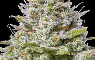 Blue Gelato 41 ist unsere sensationelle neue Blueberry-Superkreuzung