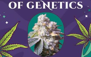 Verpackung von Animal Cookiez