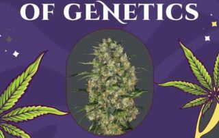 Verpackung von Black Dominaz