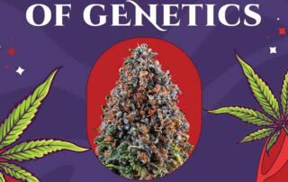 Verpackung von Criticalz Kush