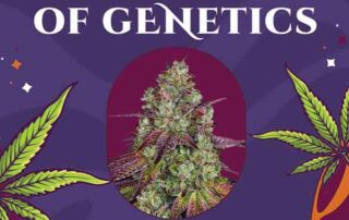 Verpackung von Mimoza