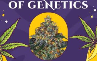 Verpackung von Mobyzdick