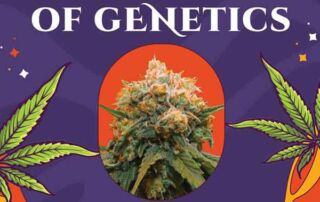 Verpackung von Papayaz