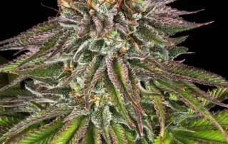 Critical Kush Blüte