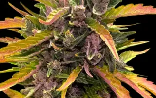 Cali Collection, Gorilla Glue Auto von Barney's Farm.