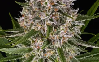 Lemon Haze Auto von Barneys Farm