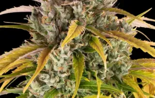 lsd_auto.webp LSD Auto von Barney's Farm