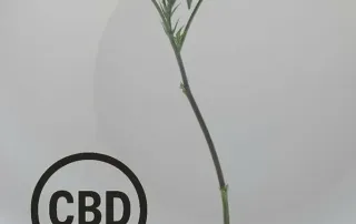 Mango Haze CBD Steckling