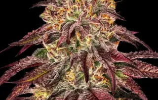 Mimosa x Orange Punch Auto von Barney's Farm