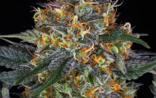 Moby Dick Auto von Barneys Farm