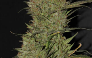So kann eine OG Kush Blüte aussehen