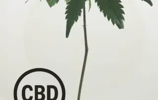 Orangello CBD Steckling