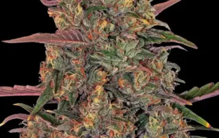 hoher CBD-Gehalt, der einen starken Couch-Lock-Effekt