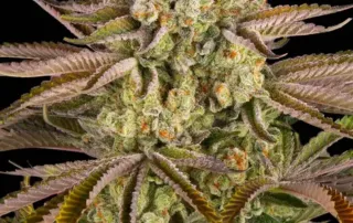 Pineapple Express Strain von Barneys Farm