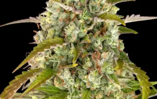 pineapple_express_auto.webp Pineapple Express Auto von Barney's Farm
