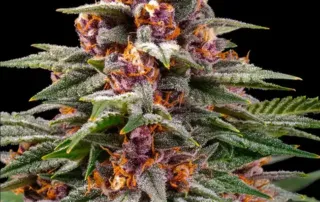 runtz_auto.webp Runtz Auto von Barneys Farm