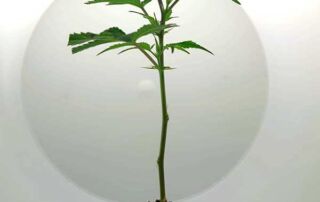 Ein Tropicana Cherry Steckling