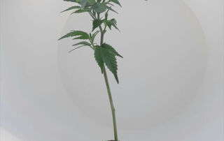 Ein Wedding Cake Steckling