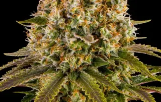 Strawberry Lemonade von Barneys Farm