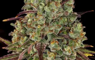 Tangerine Dream Strain von Barneys Farm