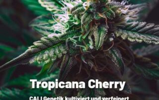 So kann eine Tropicana Cherry Blüte aussehen