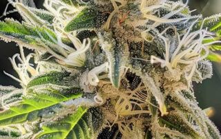 So kann eine Tropicana Cherry Blüte aussehen