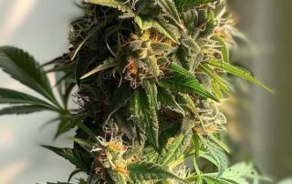 So kann eine Tropicana Cherry Blüte aussehen