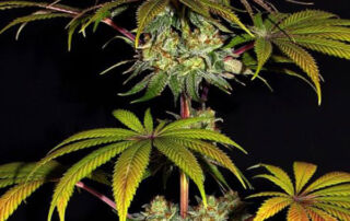 So kann eine Wedding Cake Blüte aussehen