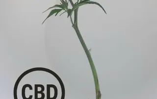 Řízky Amnesia Haze