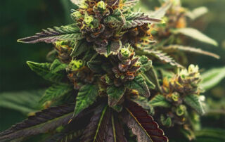 Cream-Mandarin-Auto-1