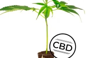 malibu-skunk-2-1765457176