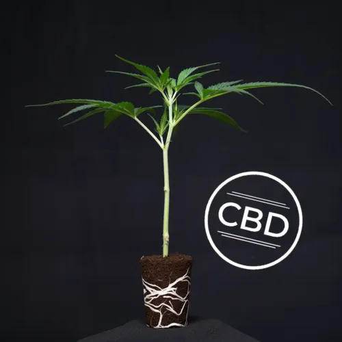 Bílý žralok Zkittles