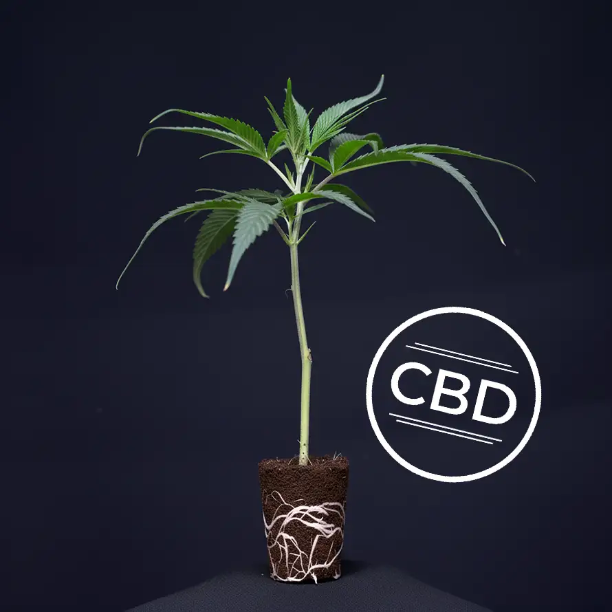 Plutonium CBD